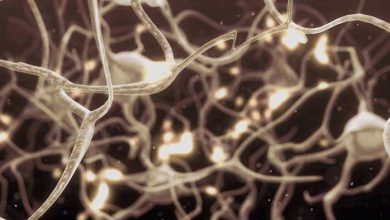 اطلاعات عمومی, روانشناسی nervous system