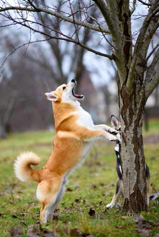 ضرب المثل, ضرب المثل انگلیسی ضرب المثلBarking up the wrong tree